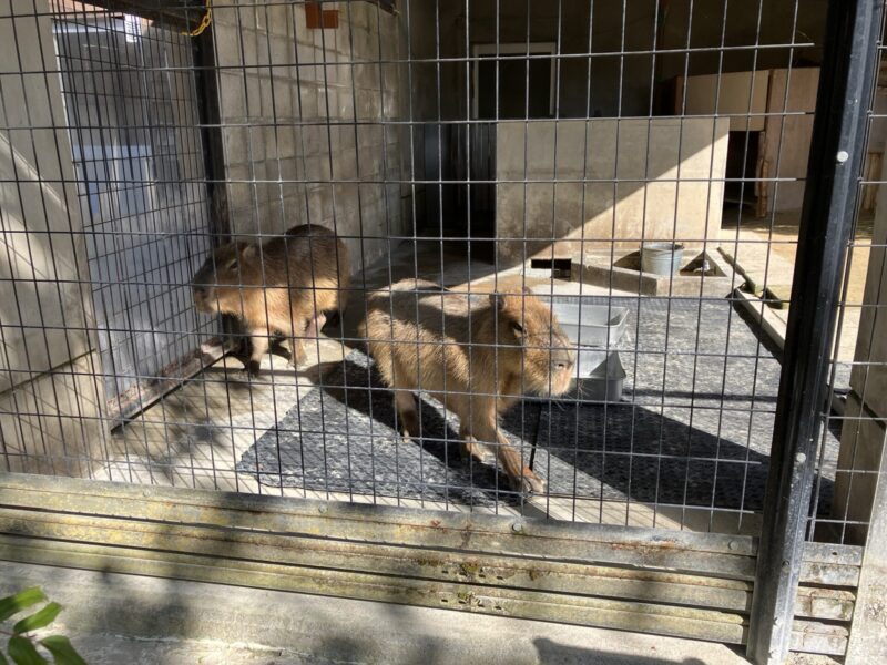 高岡古城公園動物園カピバラ