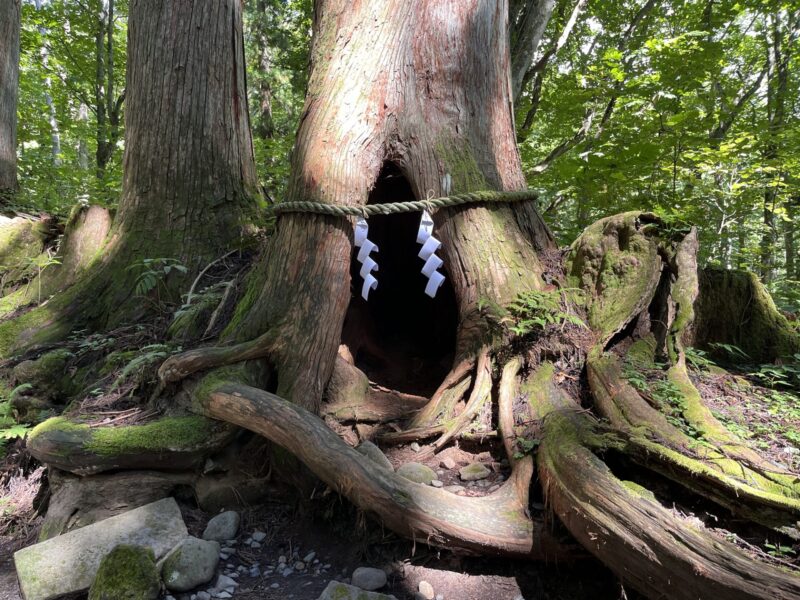 戸隠神社奥社杉の祠