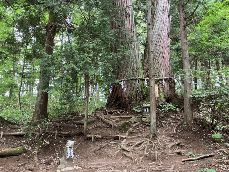 戸隠神社火之御子社夫婦杉