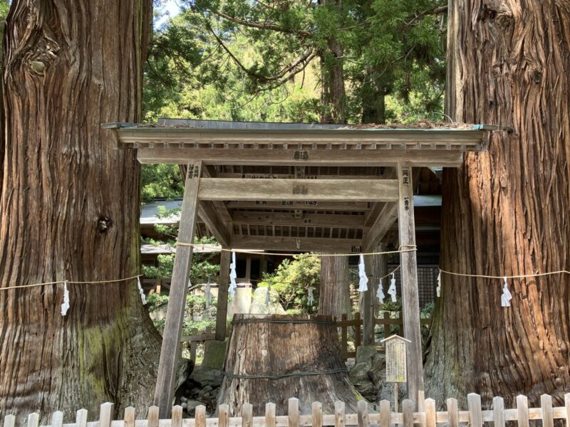 仁科神明宮三本杉