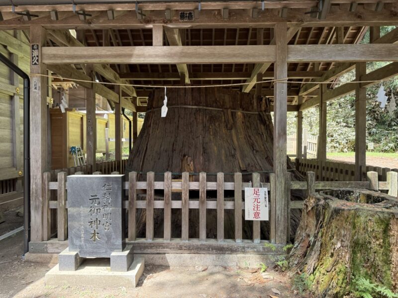 仁科神明宮元御神木